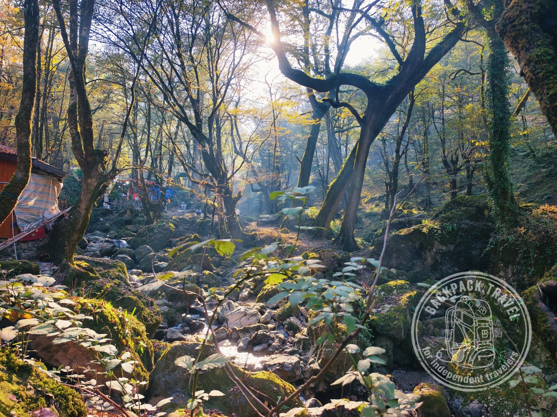 Hyrcanian Forest