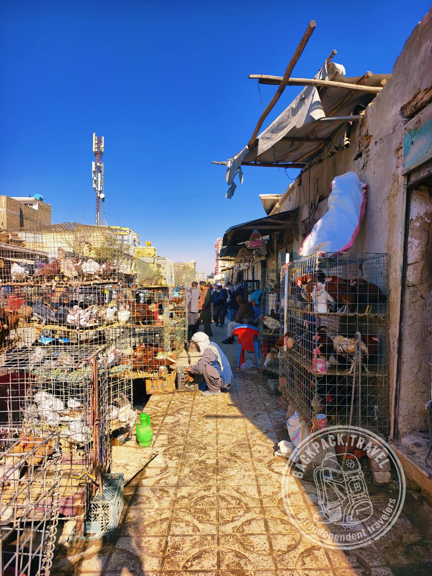 Bird Market of Mazar-i-Sharif