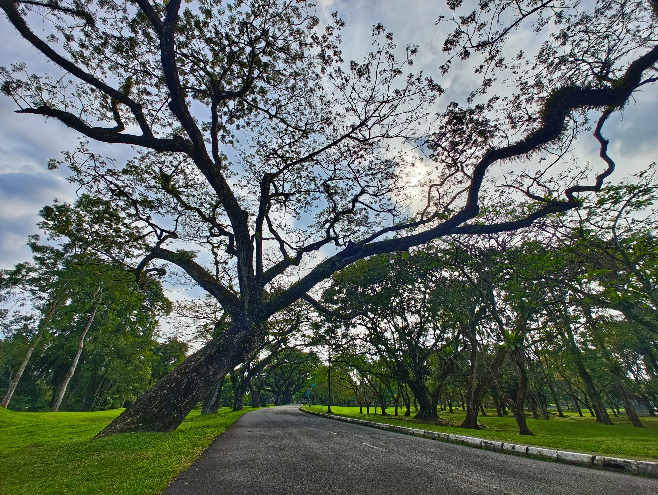 Taiping Lake Gardens